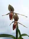 Paphiopedilum Susan Booth